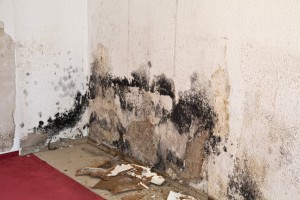 How to Get Rid of Musty Mold Odor in Your Home
