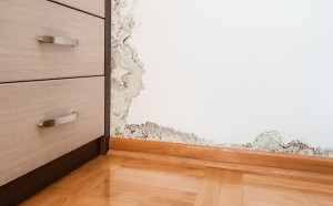5 Unexpected Locations of Mold Growth in Your Home