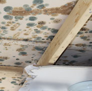 mold remediation