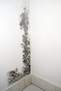 Toxic black mold