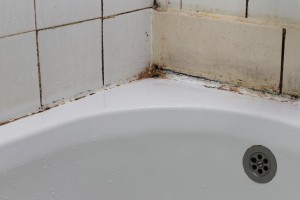 mold or mildew