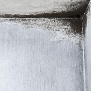 Common Mold Questions