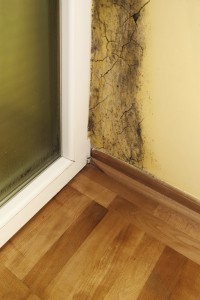 Signs of Mold