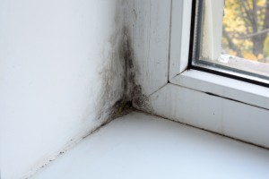 Signs of Mold