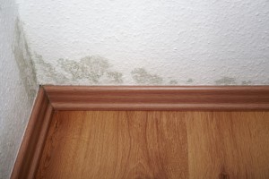 Mold remediation