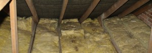 mold growth