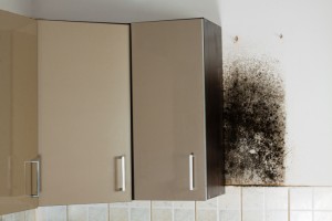 Kitchen mold