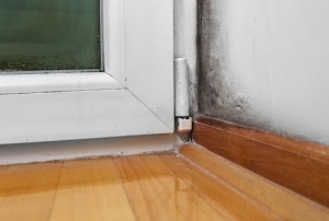 Mold remediation