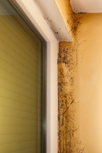 Signs of mold