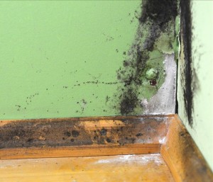 Fact About Mold