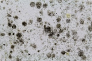 The history of black mold