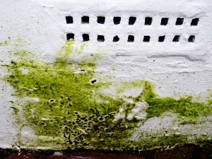 colors of mold