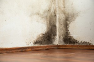 black-mold