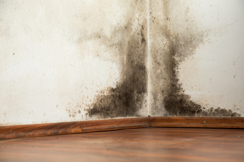 How to Prevent Black Mold in Your Home Environmental Consulting and