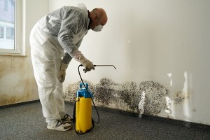black mold health effects