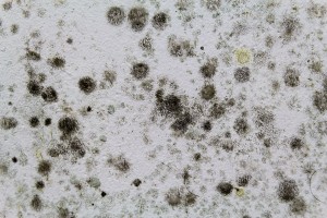 mold problem