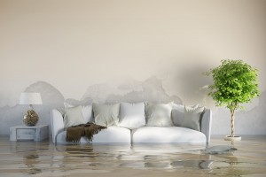 How to Prevent Rain from Causing Mold in Your Home