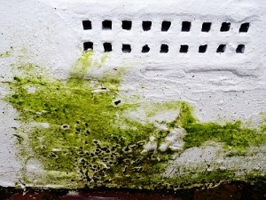 mold