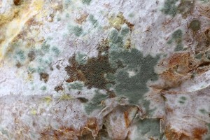 mold growth