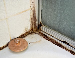 black mold