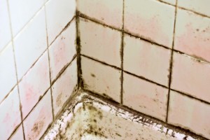 bathroom mold