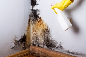 black mold