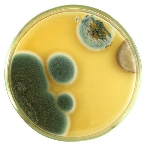 mold