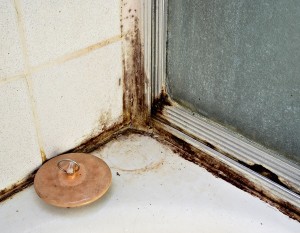 mold moisture