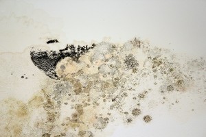 black mold