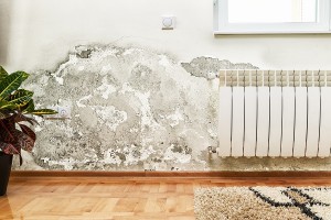 3 Warning Signs of Mold in Your Home