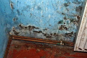 mold inspection